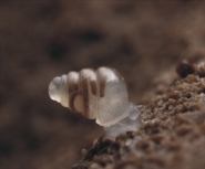 Domed land snail 2 Domed land snail 2