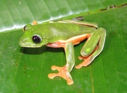 The Sierra Caral Protected Area will stengthen protection of many rare and endemic amphibians The Sierra Caral Protected Area will stengthen protection of many rare and endemic amphibians